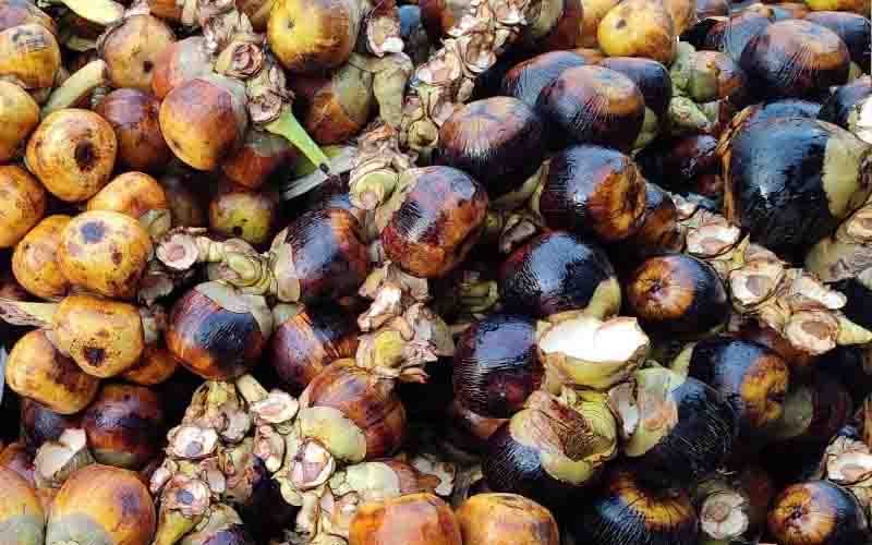 চট্টগ্রামের হাওয়ায় সুবাস ছড়াচ্ছে পাকা তাল